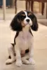 Dodatkowe zdjęcia: Szczenięta Cavalier King Charles Spaniel