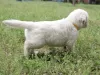 Dodatkowe zdjęcia: szczenięta golden retrievera