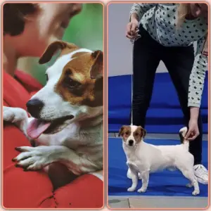 Zdjęcie №3. Szczenięta Jack Russell Terrier są oferowane do rezerwacji.. Federacja Rosyjska