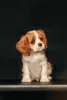 Zdjęcie №3. Cavalier King Charles Spaniel. Łotwa