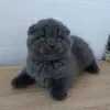 Zdjęcie №1. scottish fold - na sprzedaż w Monachium | negocjowane | Zapowiedź № 129835