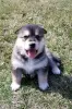 Zdjęcie №2 do zapowiedźy № 30088 na sprzedaż  alaskan malamute - wkupić się Wielka Brytania prywatne ogłoszenie