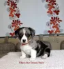 Zdjęcie №1. welsh corgi - na sprzedaż w Belgorod | negocjowane | Zapowiedź №11153