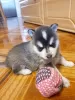 Zdjęcie №2 do zapowiedźy № 75802 na sprzedaż  alaskan malamute - wkupić się Litwa prywatne ogłoszenie, hodowca