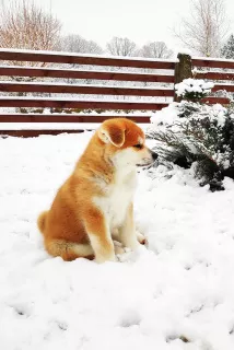 Dodatkowe zdjęcia: Akita Inu šuniukai