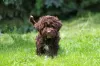 Dodatkowe zdjęcia: Szczenięta Lagotto Romagnolo