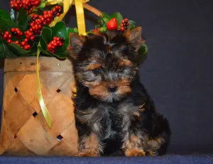 Dodatkowe zdjęcia: Szczenię Yorkshire terrier na sprzedaż