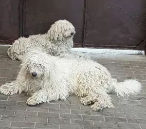 Zdjęcie №1. komondor - na sprzedaż w Petersburg | negocjowane | Zapowiedź №6935