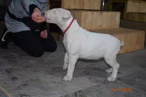 Dodatkowe zdjęcia: Eleganckie szczenięta Bull Terriera