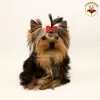 Zdjęcie №2 do zapowiedźy № 10175 na sprzedaż  yorkshire terrier - wkupić się Ukraina prywatne ogłoszenie, od żłobka, hodowca