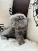 Zdjęcie №1. scottish fold - na sprzedaż w Франкфурт-на-Майне | Bezpłatny | Zapowiedź № 95585