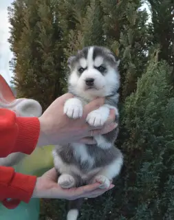 Dodatkowe zdjęcia: Szczeniakom Siberian Husky oferuje się rezerwację