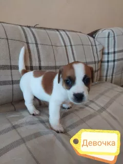 Dodatkowe zdjęcia: Szczenięta Jack Russell Terrier