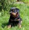 Zdjęcie №4. Sprzedam rottweiler w Калинковичи. od żłobka - cena - 4186zł