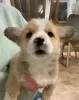 Zdjęcie №2 do zapowiedźy № 59084 na sprzedaż  welsh corgi - wkupić się USA prywatne ogłoszenie