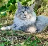 Zdjęcie №4. Sprzedam maine coon w Taszkent. od żłobka - cena - 7474zł