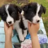 Zdjęcie №1. border collie - na sprzedaż w Paryż | negocjowane | Zapowiedź №98328