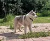 Zdjęcie №1. husky syberyjski - na sprzedaż w Woroneż | 2578zł | Zapowiedź №11609