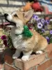 Zdjęcie №4. Sprzedam welsh corgi w Saratov. prywatne ogłoszenie - cena - negocjowane