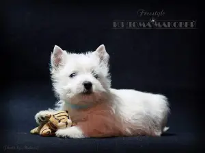 Dodatkowe zdjęcia: West Highland White Terrier ze wspaniałej pary!