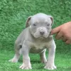 Zdjęcie №1. american bully - na sprzedaż w Амстердам | 2721zł | Zapowiedź №105796