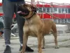 Zdjęcie №4. Sprzedam boerboel w Lazarevac. hodowca - cena - negocjowane