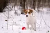 Dodatkowe zdjęcia: Szczeniak rasowy Jack Russell Terrier