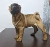 Dodatkowe zdjęcia: Brutalny szczeniak Shar Pei