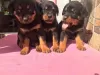 Zdjęcie №1. rottweiler - na sprzedaż w Berlin | negocjowane | Zapowiedź №30225