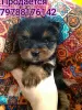 Zdjęcie №1. yorkshire terrier - na sprzedaż w Miasto Krymsk | 56357zł | Zapowiedź №8765