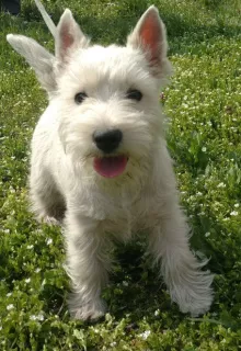 Zdjęcie №4. Sprzedam west highland white terrier w Dnipro. od żłobka - cena - 3790zł