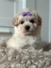 Zdjęcie №3. Maltipoo F1. Niemcy