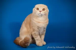 Dodatkowe zdjęcia: Scottish Cream Fold baby