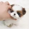 Zdjęcie №2 do zapowiedźy № 56354 na sprzedaż  shih tzu - wkupić się USA hodowca