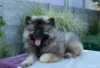 Dodatkowe zdjęcia: Szczenięta Keeshond / szpic wilczy