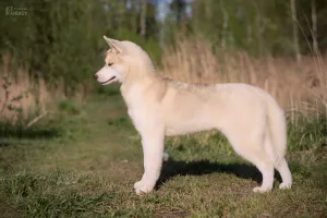 Zdjęcie №3. Na sprzedaż bardzo piękna hodowana dziewczynka SIBERIAN HUSKEY. Federacja Rosyjska