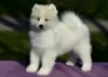 Dodatkowe zdjęcia: Sprzedam szczenięta rasy Samoyed