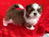 Zdjęcie №1. shih tzu - na sprzedaż w Alaska | 1783zł | Zapowiedź №66415