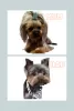 Zdjęcie №1. yorkshire terrier - na sprzedaż w Indianapolis | 1981zł | Zapowiedź №101291