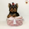 Zdjęcie №2 do zapowiedźy № 10168 na sprzedaż  yorkshire terrier - wkupić się Ukraina prywatne ogłoszenie, od żłobka, hodowca