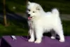 Dodatkowe zdjęcia: Sprzedam szczenięta rasy Samoyed