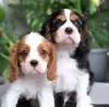 Zdjęcie №1. cavalier king charles spaniel - na sprzedaż w Paryż | Bezpłatny | Zapowiedź №98326