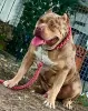 Zdjęcie №2 do zapowiedźy № 37230 na sprzedaż  american bully - wkupić się Francja hodowca