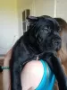 Zdjęcie №1. cane corso - na sprzedaż w Лида | negocjowane | Zapowiedź №19817