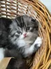 Zdjęcie №1. scottish fold - na sprzedaż w Astrachań | 755zł | Zapowiedź № 7727