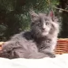 Zdjęcie №3. Sprzedam kocięta rasy Maine Coon. Serbia