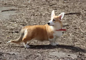 Dodatkowe zdjęcia: Dziewczyna Welsh Corgi Pembroke