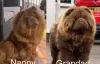 Dodatkowe zdjęcia: Chow-Chow, schokoladenbraune Prinzessin von herausragender Qualität