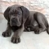 Zdjęcie №3. Szczenięta Cane Corso. Serbia