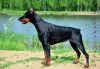 Zdjęcie №1. doberman - na sprzedaż w Omsk | 19944zł | Zapowiedź №7526